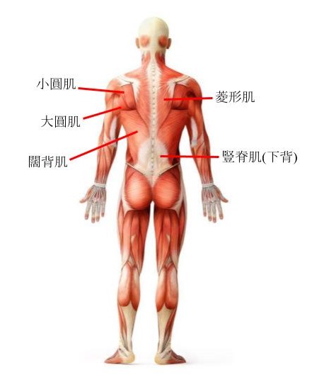 背肌解剖圖