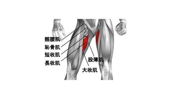 大腿內側肌群 - 內收肌