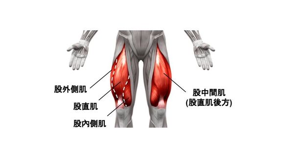 大腿前側肌群 - 股四頭肌