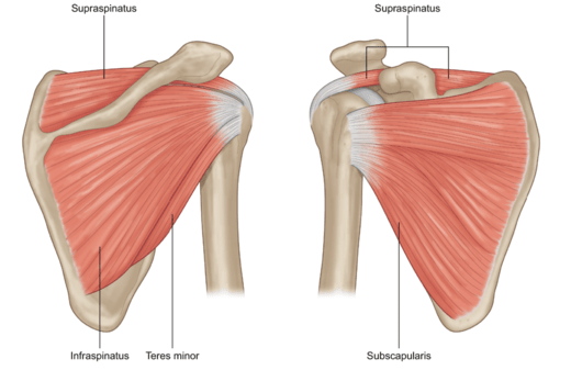 肩胛骨 - 外旋肌群